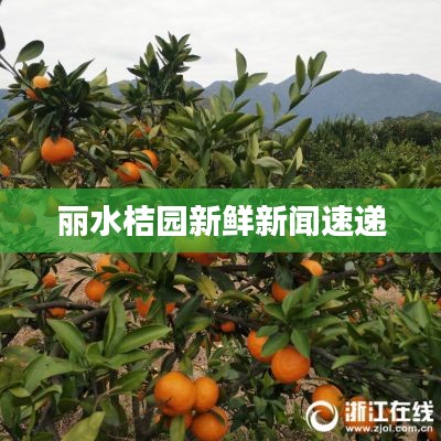 麗水桔園新鮮新聞速遞