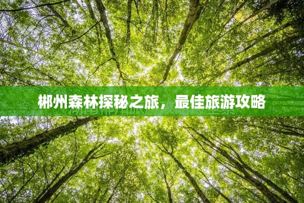 郴州森林探秘之旅，最佳旅游攻略