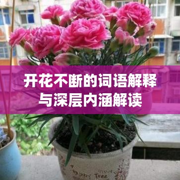 開花不斷的詞語解釋與深層內(nèi)涵解讀