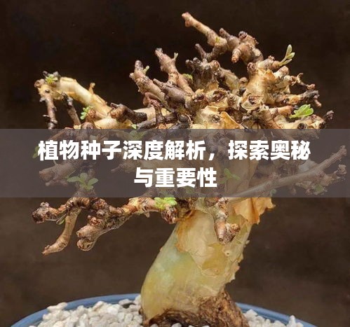 植物種子深度解析，探索奧秘與重要性