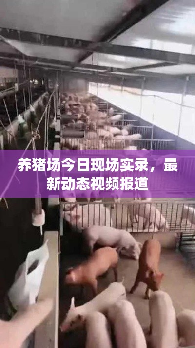 養(yǎng)豬場今日現(xiàn)場實錄，最新動態(tài)視頻報道