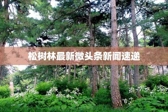 松樹(shù)林最新微頭條新聞速遞