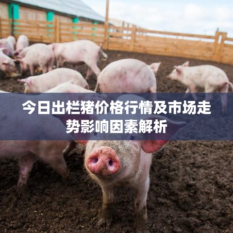 今日出欄豬價(jià)格行情及市場(chǎng)走勢(shì)影響因素解析