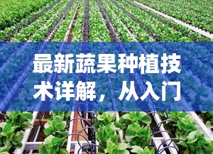 最新蔬果種植技術(shù)詳解，從入門(mén)到精通的全方位指南