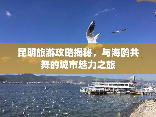 昆明旅游攻略揭秘，與海鷗共舞的城市魅力之旅