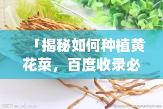 「揭秘如何種植黃花菜，百度收錄必備攻略！」