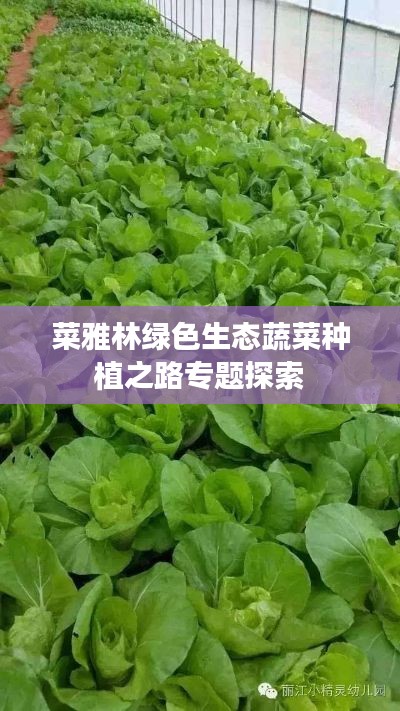 菜雅林綠色生態(tài)蔬菜種植之路專題探索