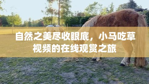 自然之美盡收眼底，小馬吃草視頻的在線觀賞之旅