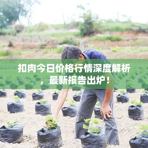 扣肉今日價(jià)格行情深度解析，最新報(bào)告出爐！