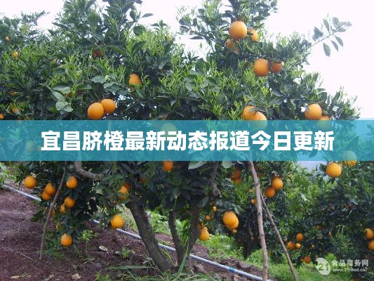 宜昌臍橙最新動(dòng)態(tài)報(bào)道今日更新