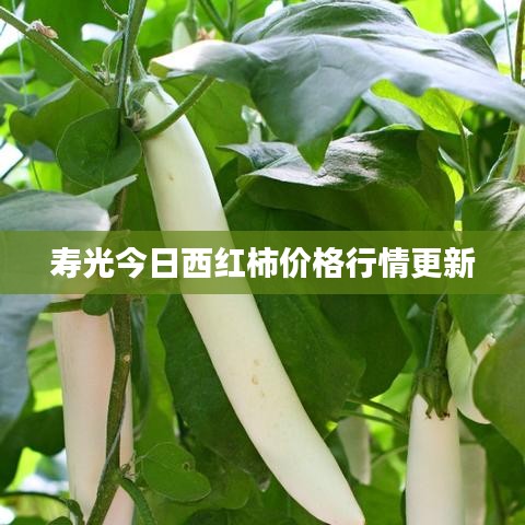 壽光今日西紅柿價(jià)格行情更新
