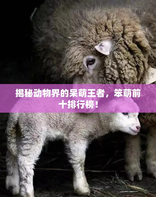 揭秘動物界的呆萌王者，笨萌前十排行榜！