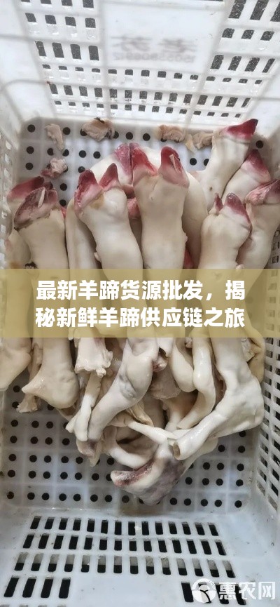 最新羊蹄貨源批發(fā)，揭秘新鮮羊蹄供應鏈之旅