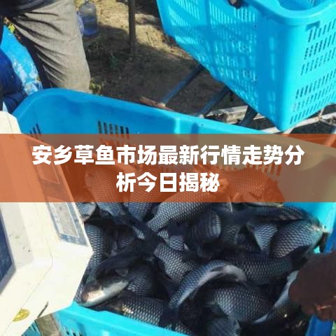 安鄉(xiāng)草魚市場最新行情走勢分析今日揭秘