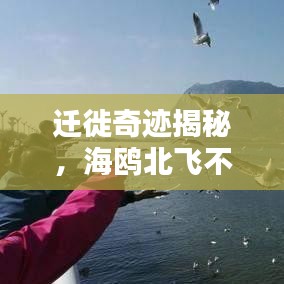 遷徙奇跡揭秘，海鷗北飛不斷電背后的生態(tài)探索
