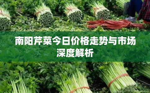 南陽(yáng)芹菜今日價(jià)格走勢(shì)與市場(chǎng)深度解析