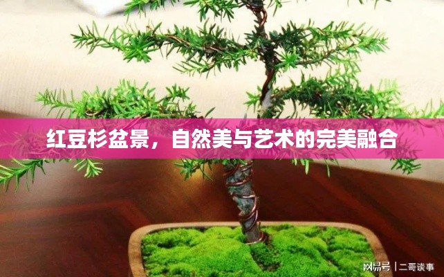 紅豆杉盆景，自然美與藝術(shù)的完美融合