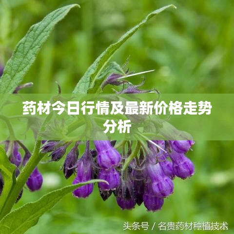藥材今日行情及最新價(jià)格走勢分析