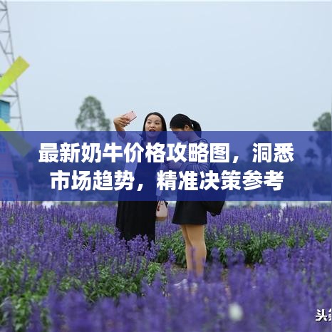 最新奶牛價格攻略圖，洞悉市場趨勢，精準決策參考