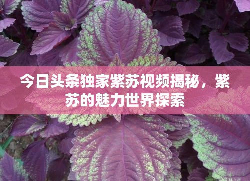 今日頭條獨家紫蘇視頻揭秘，紫蘇的魅力世界探索