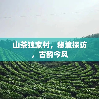 下馬看花