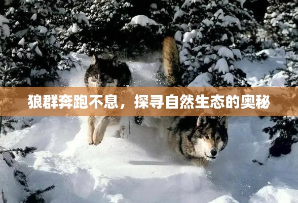 狼群奔跑不息，探尋自然生態(tài)的奧秘