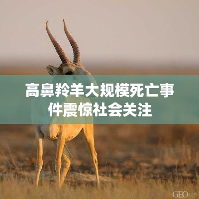 高鼻羚羊大規(guī)模死亡事件震驚社會(huì)關(guān)注