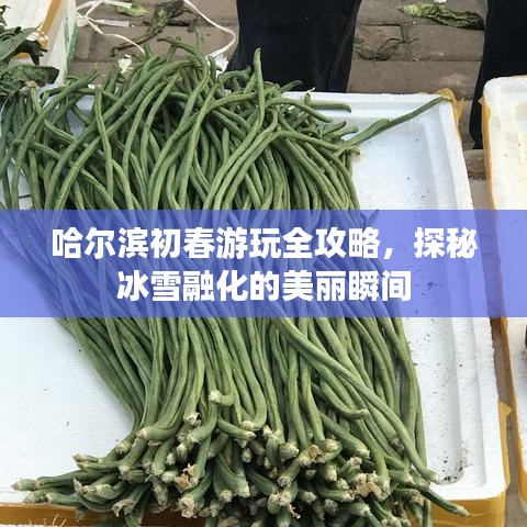 哈爾濱初春游玩全攻略，探秘冰雪融化的美麗瞬間