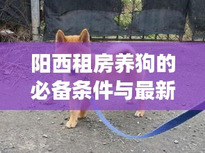 陽西租房養(yǎng)狗的必備條件與最新解讀