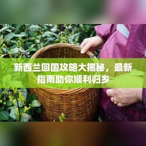 新西蘭回國(guó)攻略大揭秘，最新指南助你順利歸鄉(xiāng)