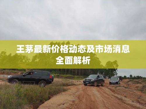 王茅最新價格動態(tài)及市場消息全面解析