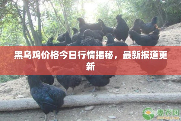 黑烏雞價格今日行情揭秘，最新報道更新