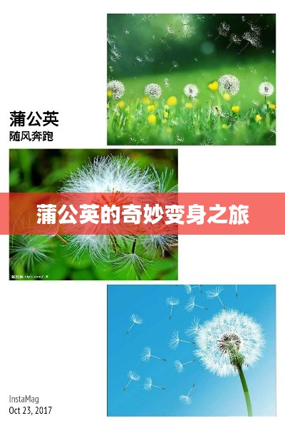 蒲公英的奇妙變身之旅