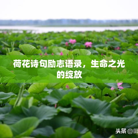 荷花詩(shī)句勵(lì)志語(yǔ)錄，生命之光的綻放