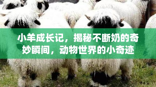 小羊成長(zhǎng)記，揭秘不斷奶的奇妙瞬間，動(dòng)物世界的小奇跡