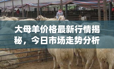 大母羊價格最新行情揭秘，今日市場走勢分析
