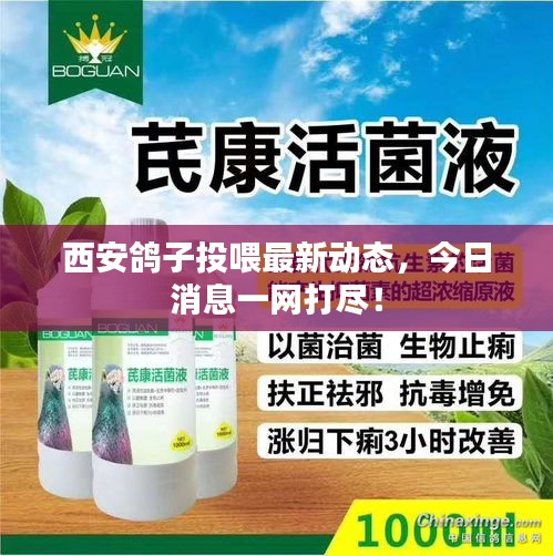 西安鴿子投喂最新動態(tài)，今日消息一網(wǎng)打盡！