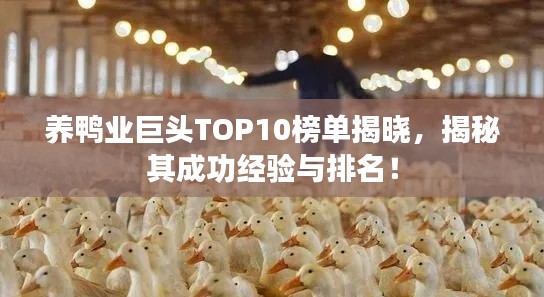 養(yǎng)鴨業(yè)巨頭TOP10榜單揭曉，揭秘其成功經(jīng)驗與排名！