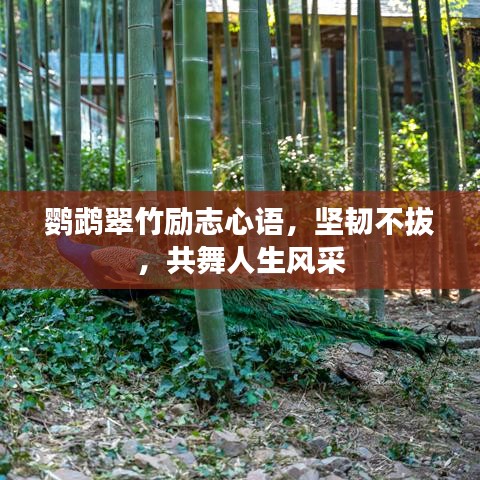 鸚鵡翠竹勵志心語，堅韌不拔，共舞人生風(fēng)采