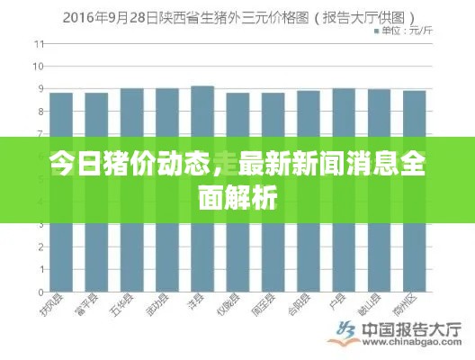 今日豬價(jià)動(dòng)態(tài)，最新新聞消息全面解析
