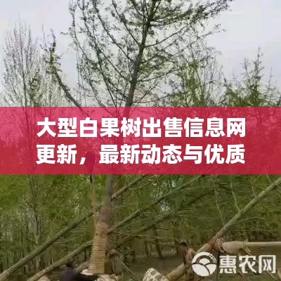 大型白果樹出售信息網(wǎng)更新，最新動態(tài)與優(yōu)質資源一網(wǎng)打盡