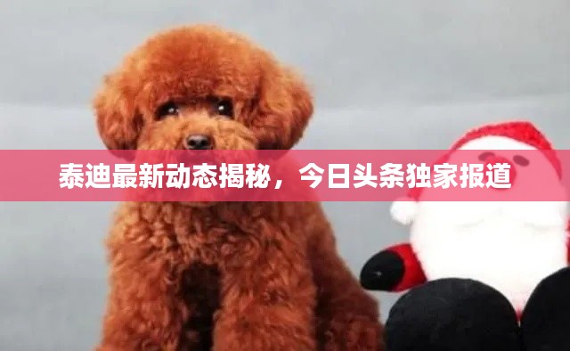 泰迪最新動態(tài)揭秘，今日頭條獨家報道
