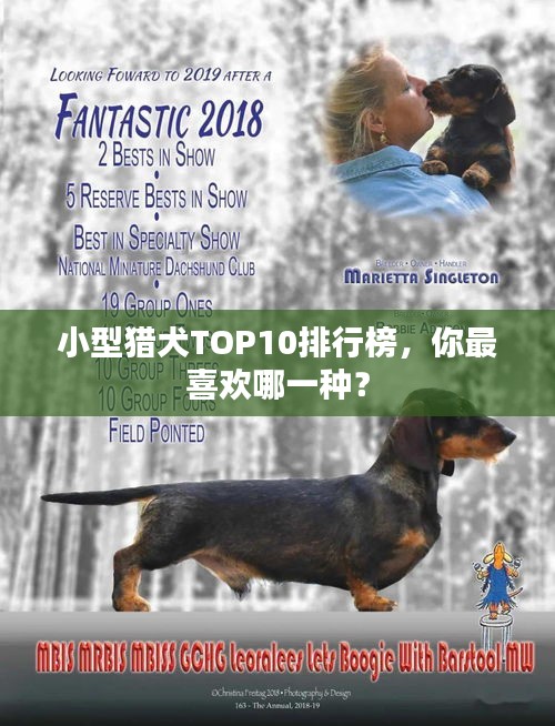 小型獵犬TOP10排行榜，你最喜歡哪一種？