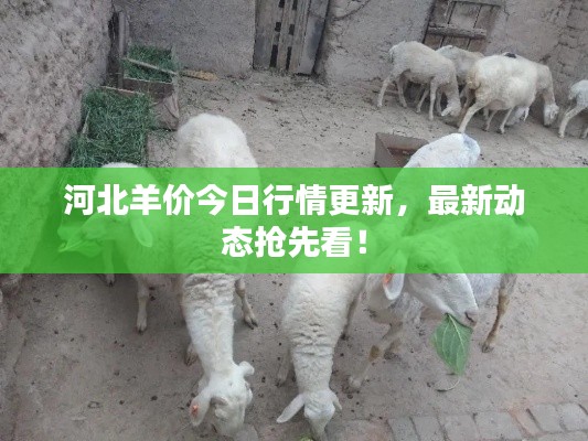 河北羊價今日行情更新，最新動態(tài)搶先看！